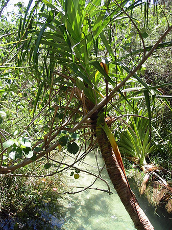 Fotos Palmen