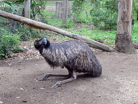 Foto Billabong Wildlife Park - 
