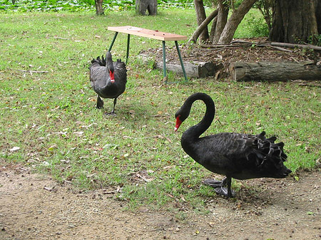 Billabong Wildlife Park