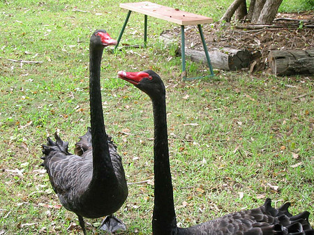 Fotos Billabong Wildlife Park | 