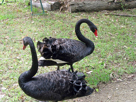 Foto Billabong Wildlife Park - 