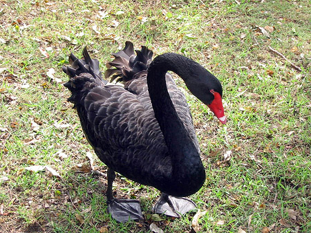 Foto Billabong Wildlife Park - 