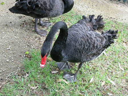 Billabong Wildlife Park Fotos