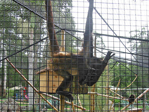 Foto Billabong Wildlife Park