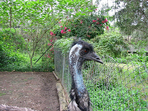 Fotos Vögel