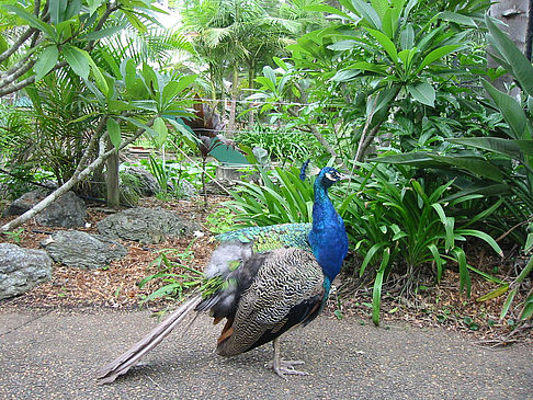 Fotos Vögel | 