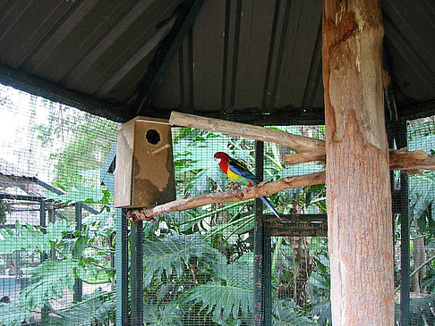 Vögel Fotos
