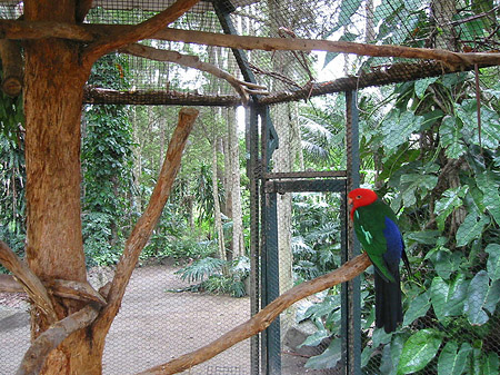 Foto Vögel - 