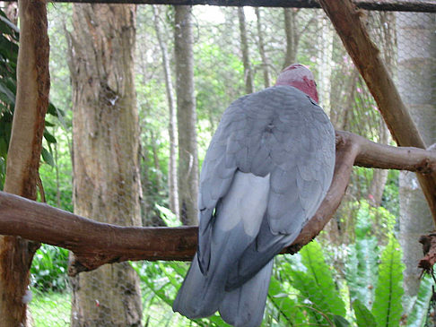 Vögel Foto 