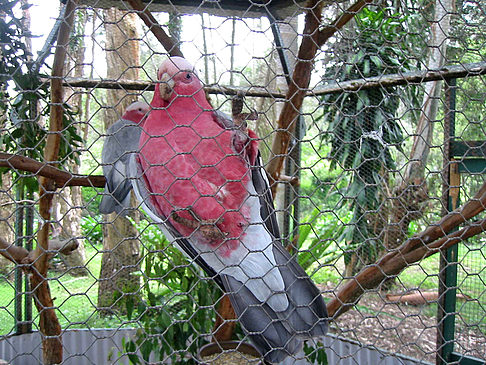 Vögel Foto 