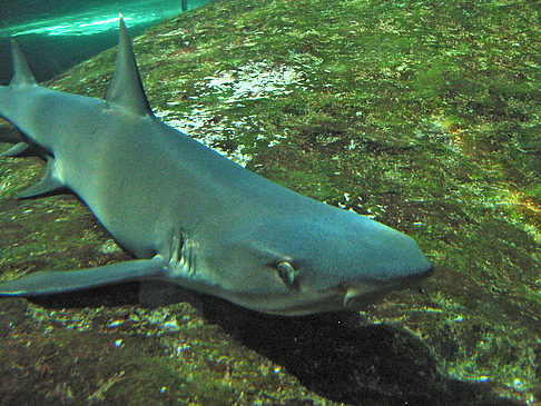 Foto Aquarium - Sydney