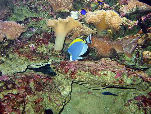 Foto Aquarium