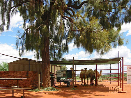 Kings Canyon Fotos