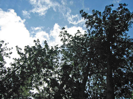 Foto Wald