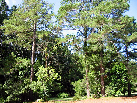 Fotos Wald | 