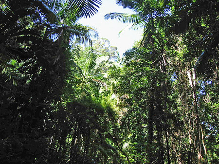 Fotos Wald