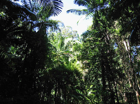 Wald Foto 