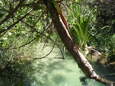 Palmen